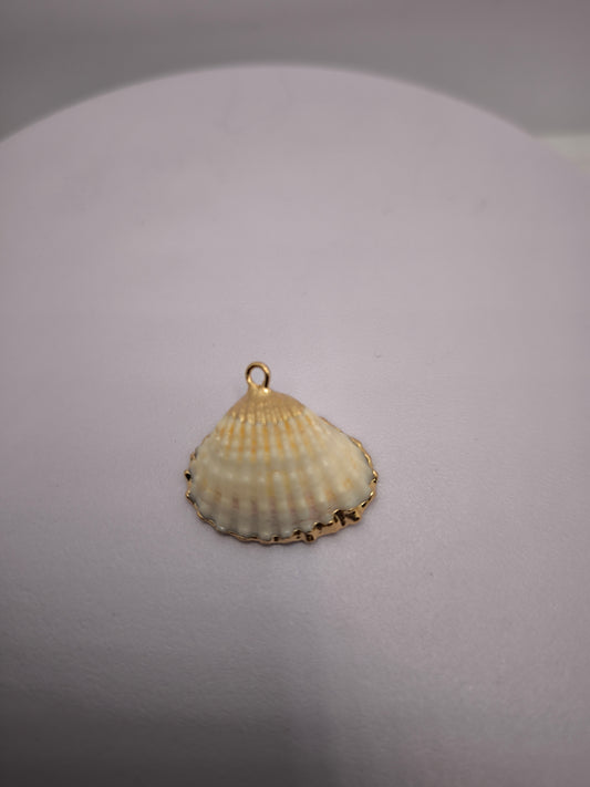 Coquillage